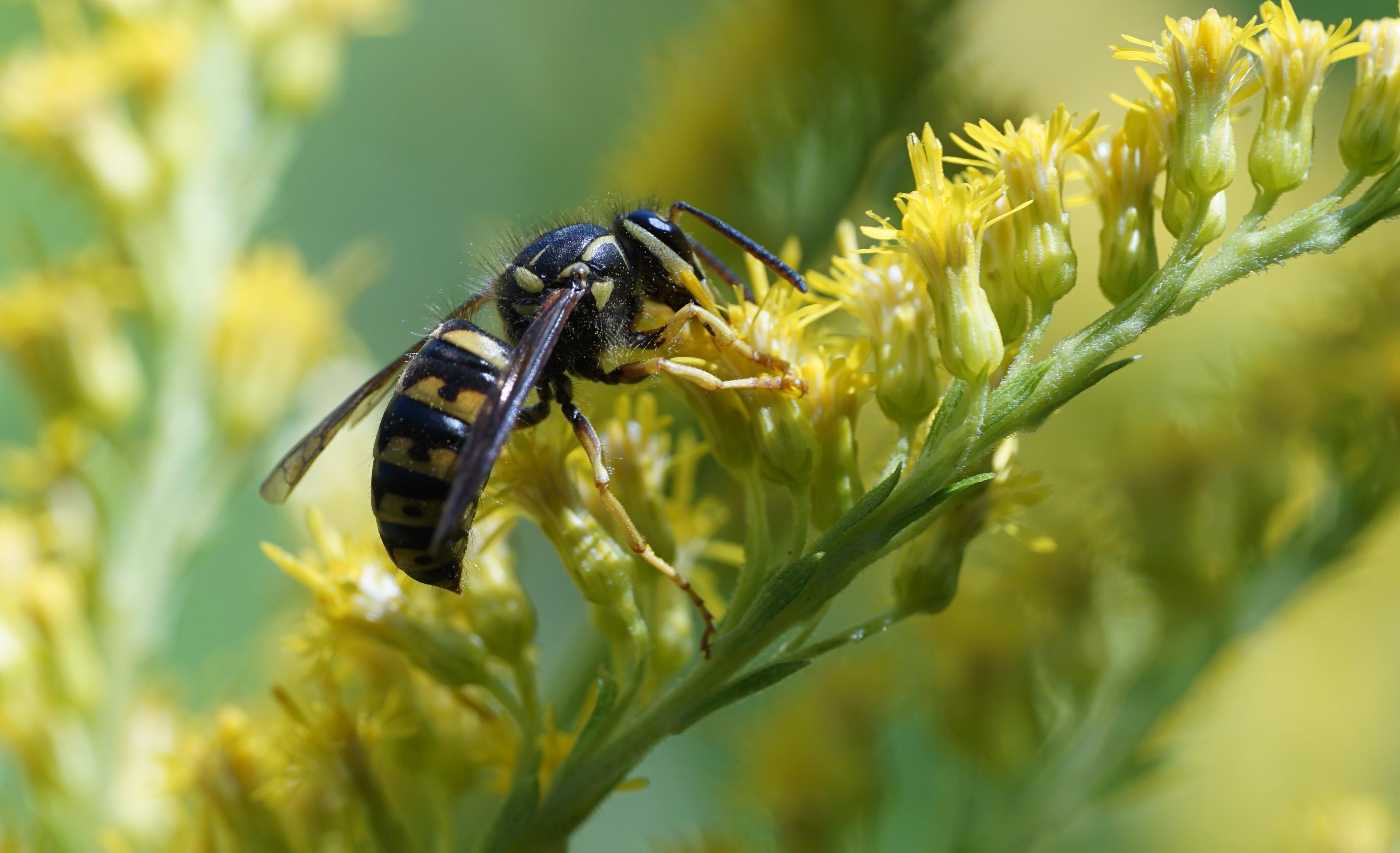A yellow jacket wasp on a flower.